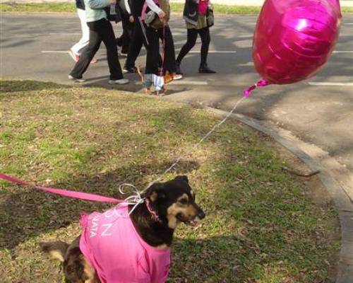 vaya la perrita :Encuentro Grupal 10º Caminata Avón - Contra el cancer de mama