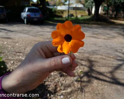 Sencilla y bella...así como esta flor, es nuestra caminata ! :Encuentro Grupal Agronomía...camina !