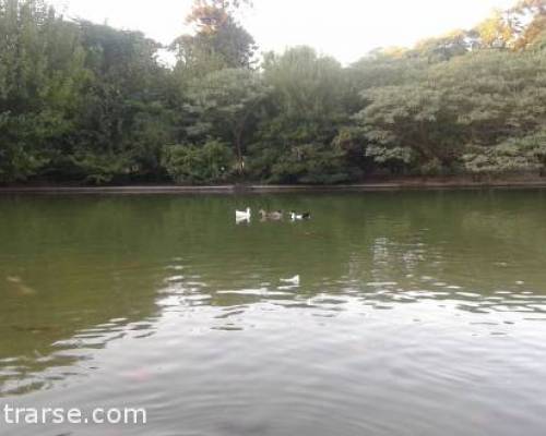 14908 13 PARQUE CENTENARIO: PASEO POR EL LAGO > DOMINGO A LA TARDE