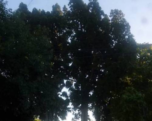 15819 36 VERSALLES-Desde el hijo de la Novia a Esperando la Carroza -POR LA JONES