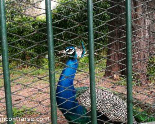 El pavo real se quiso prender en la caminata :Encuentro Grupal CAMINATA ITINERANTE  salimos a Caminar