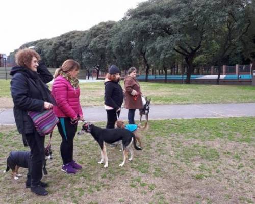 17629 12 encuentro con perros