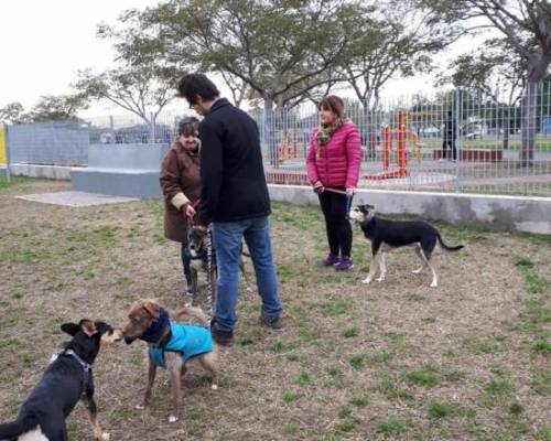 17629 5 encuentro con perros