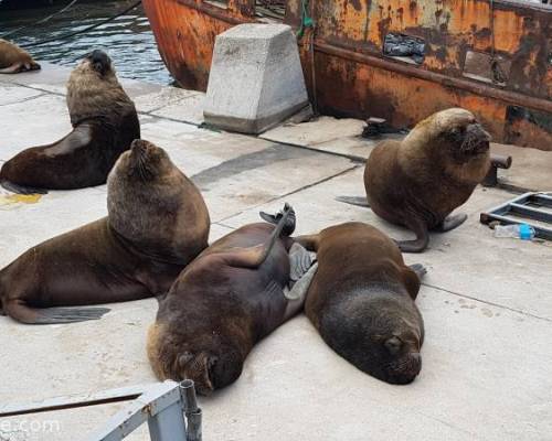 18026 10 LOS DESFACHATADOS EN MAR DEL PLATA