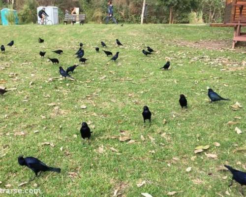 19054 10 OTRA MIRADA EN LA RESERVA ECOLÓGICA COSTANERA SUR (RECS)