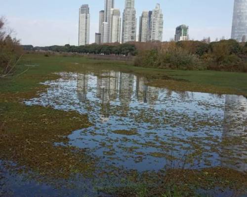 El lago dónde Jorgelina nos enseñó a descubrirlo las aves que lo habitan :Encuentro Grupal OTRA MIRADA EN LA RESERVA ECOLÓGICA COSTANERA SUR (RECS)
