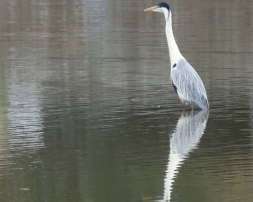 19054 5 OTRA MIRADA EN LA RESERVA ECOLÓGICA COSTANERA SUR (RECS)