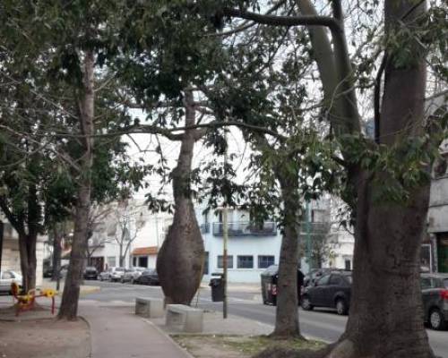 19209 6 Parque Chas, un laberinto Mágico, por la Jones.