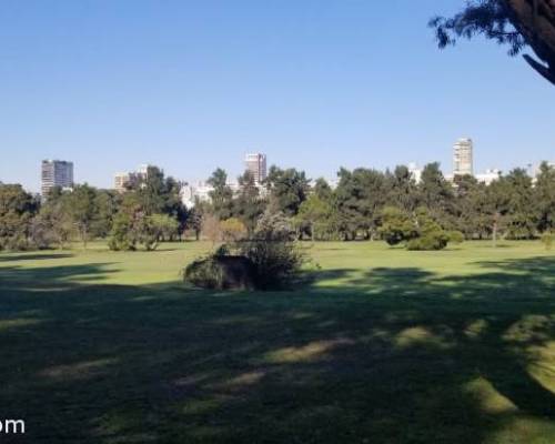 19223 9  PALERMO CAMINA, CORRE, TOMA MATE Y AHORA JUEGA AL GOLF !!!