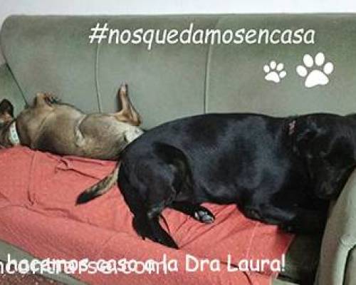 Encuentros Grupales (15/10/2020) :   Nuestras mascotas.