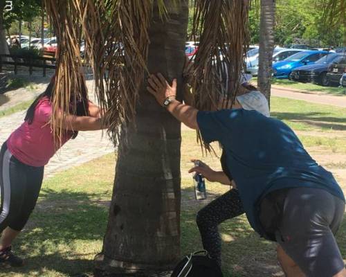 Sosteniendo la palmera :Encuentro Grupal MAÑANA CAMINO POR PALERMO