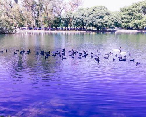 22720 7 ESTE DOMINGO EN LA CAMINATA DE PALERMO FESTEJAMOS EL AMOR LA AMISTAD Y EL CARNAVAL