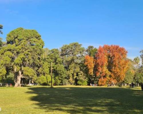 23396 15 OTOÑO EN PARQUE PEREYRA IRAOLA, VAMOS ANTES QUE LAS HOJAS CAIGAN!!!