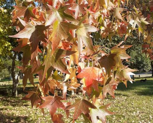 23396 34 OTOÑO EN PARQUE PEREYRA IRAOLA, VAMOS ANTES QUE LAS HOJAS CAIGAN!!!