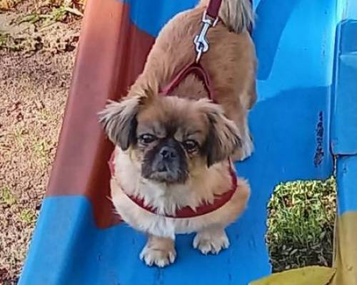 Hasta Felipe disfruto ! :Encuentro Grupal PARQUE PEREYRA IRAOLA, DISFRUTEMOS DE VER Y RESPIRAR ANTES QUE NOS QUITEN LAS HOJAS!!!