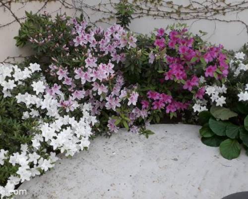 Y " Llego la Primavera " 💐🌹🌺🏵️🌻 :Encuentro Grupal ¡¡ CUPO COMPLETO !! Y llego la  Primavera con la mejor fuerza y mejor vibra