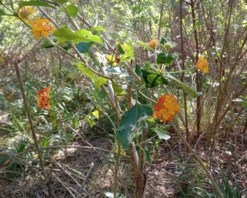24615 2 RESERVA NATURAL SANTA CATALINA 2!!