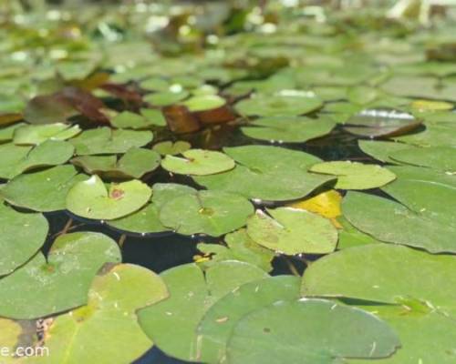 24684 8 Jornada vivencial - EL PODER CURATIVO DE LA NATURALEZA