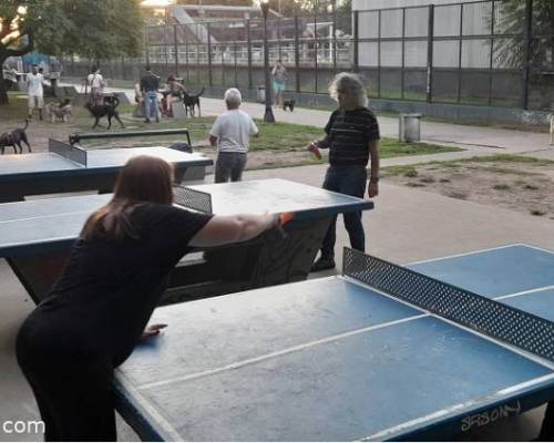 25399 13 PING PONG-Tenis de mesa