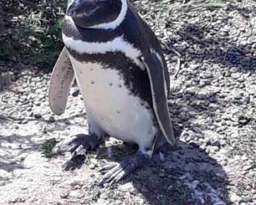 26287 12 ME ACOMPAÑAS EN OCTUBRE AL SUR  PENINSULA DE VALDES Y DISFRUTAR DEL AVISTAJE DE BALLENAS?????