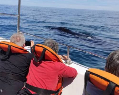 26287 23 ME ACOMPAÑAS EN OCTUBRE AL SUR  PENINSULA DE VALDES Y DISFRUTAR DEL AVISTAJE DE BALLENAS?????