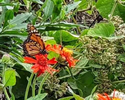 28419 29 JARDÍN BOTÁNICO: VISITA GUIADA Y JADÍN DE MARIPOSAS. En el medio, almuerzo en El Galeón