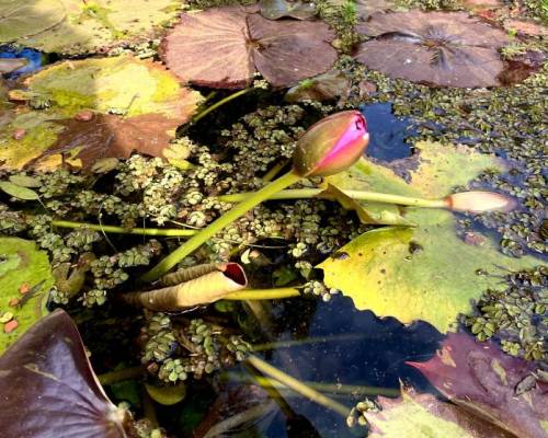 28419 4 JARDÍN BOTÁNICO: VISITA GUIADA Y JADÍN DE MARIPOSAS. En el medio, almuerzo en El Galeón