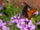 JARDÍN BOTÁNICO: VISITA GUIADA Y JADÍN DE MARIPOSAS. En el medio, almuerzo en El Galeón : Entonces luego del
Zoológico almorzamos ? Yo
Soy vegeteriana para el tema del
Menú tomar en cuenta gr