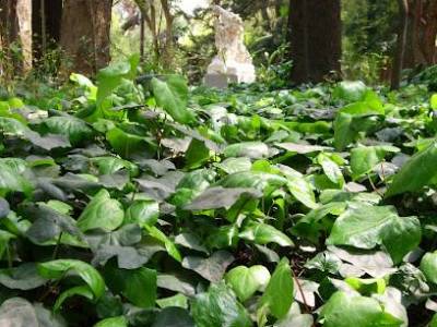 Encuentro : JARDÍN BOTÁNICO: VISITA GUIADA Y JADÍN DE MARIPOSAS. En el medio, almuerzo en El Galeón 