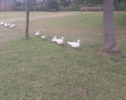 único momento del día que los patitos estuvieron en fila.... :Encuentro Grupal Día de Campo en Carlos Keen!!