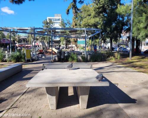 31729 7 Ping Pong venite a jugar y compartir un rato en Devoto
