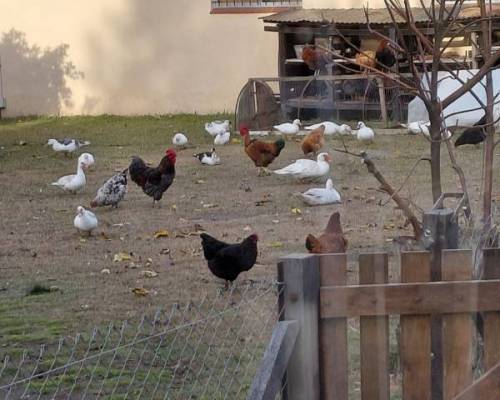 34355 12 Día de Campo en Carlos Keen!!