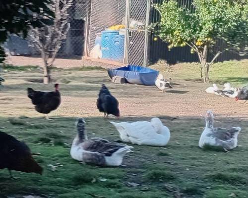 34355 7 Día de Campo en Carlos Keen!!