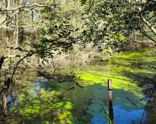 34600 10 VOLVEMOS A RECORRER EL SENDERO DEL PARQUE PEREYRA IRAOLA QUE NOS LLEVA HASTA EL TAN NOMBRADO 
