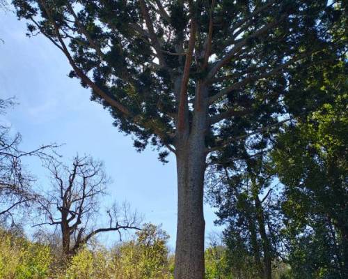 34600 4 VOLVEMOS A RECORRER EL SENDERO DEL PARQUE PEREYRA IRAOLA QUE NOS LLEVA HASTA EL TAN NOMBRADO 