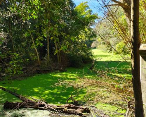 34600 7 VOLVEMOS A RECORRER EL SENDERO DEL PARQUE PEREYRA IRAOLA QUE NOS LLEVA HASTA EL TAN NOMBRADO 