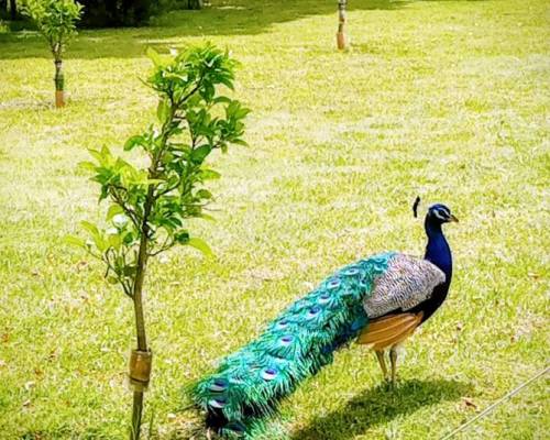 35518 21 Día de Campo en Carlos Keen!!