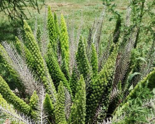 35599 10 TURISMO RURAL, DIA DE CAMPO Y BRINDIS FIN DE AÑO.