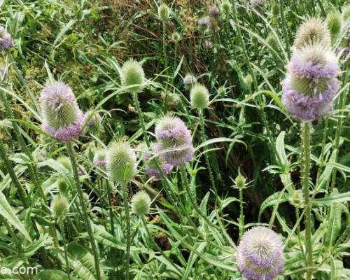 35599 15 TURISMO RURAL, DIA DE CAMPO Y BRINDIS FIN DE AÑO.