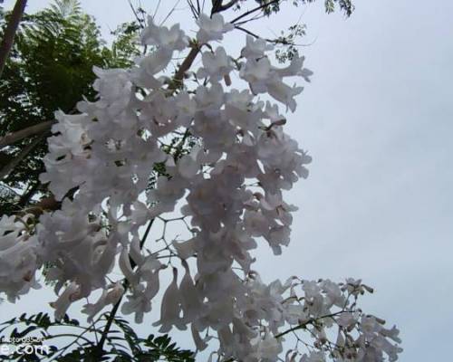 35697 8 CAMINATA POR EL LAGO REGATAS