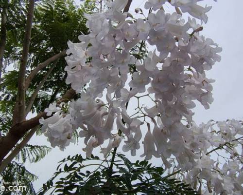 35697 9 CAMINATA POR EL LAGO REGATAS