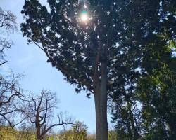 VOLVEMOS A RECORRER EL SENDERO DEL PARQUE PEREYRA IRAOLA QUE NOS LLEVA HASTA EL TAN NOMBRADO "ARBOL DE CRISTAL"