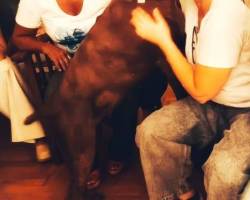 DIA MUNDIAL DEL CABERNET FRANC: CLINICA  Y CATA DE VINOS