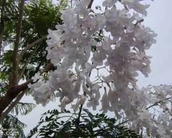 CAMINATA POR EL LAGO REGATAS