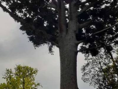 Encuentro : VOLVEMOS A RECORRER EL SENDERO DEL PARQUE PEREYRA IRAOLA QUE NOS LLEVA HASTA EL TAN NOMBRADO "ARBOL DE CRISTAL" 