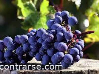 Encuentro : DIA MUNDIAL DEL CABERNET FRANC: CLINICA  Y CATA DE VINOS 