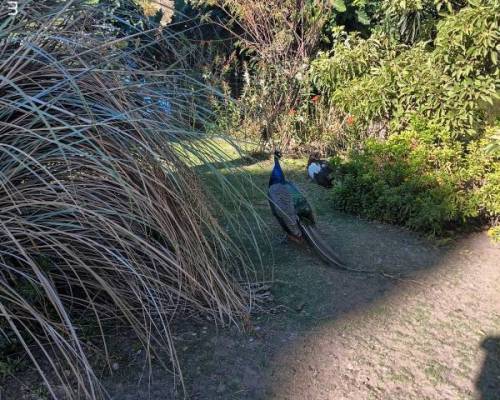 35659 5 BOTANICO y ECOPARQUE un paseo un Baluarte !!!!!