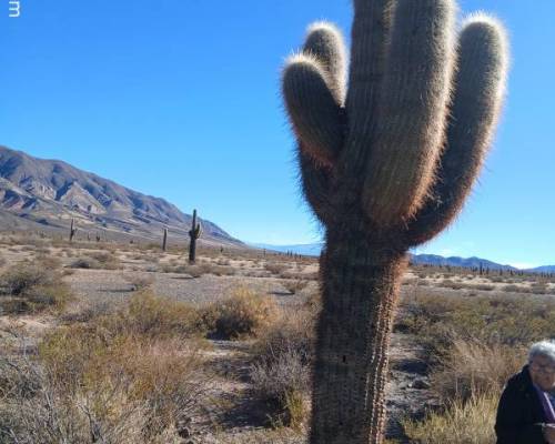36179 75 INVIERNO EN SALTA¡¡¡¡¡¡¡¡   ALLA VAMOS¡¡¡¡¡¡