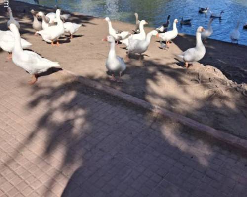 36219 1 Entre Risas y Verde ,,,Caminar, Respirar, Compartir