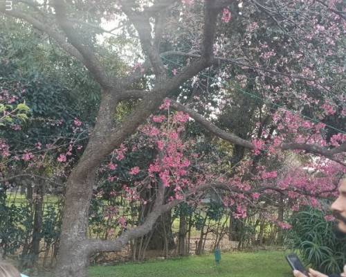 37168 12 El florecimiento del SAKURA